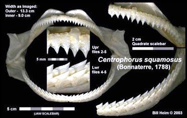Centrophorus squamosus_05.jpg
